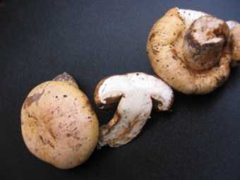 I "g�zzi" (Tricholoma acerbum)