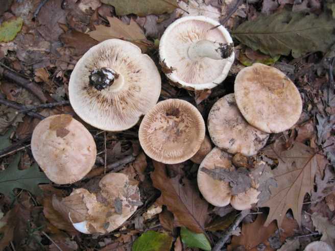 I "g�zzi" (Tricholoma acerbum)