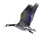 Parch� al bulgnaiṡ al v�ula in �lt